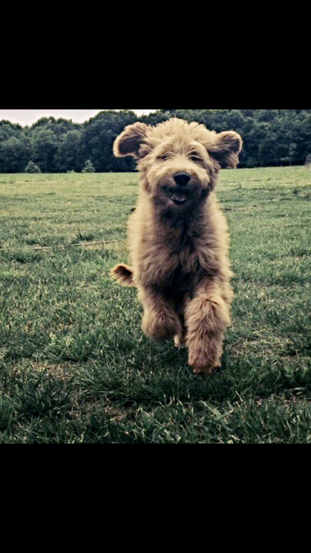 Finn